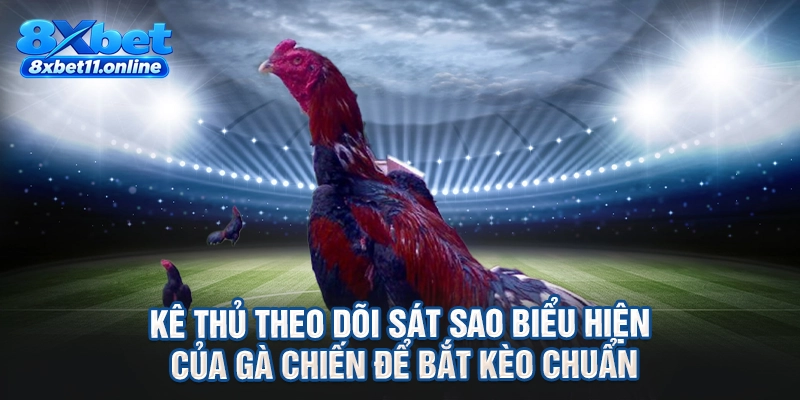 Kê thủ theo dõi sát sao biểu hiện của gà chiến để bắt kèo chuẩn