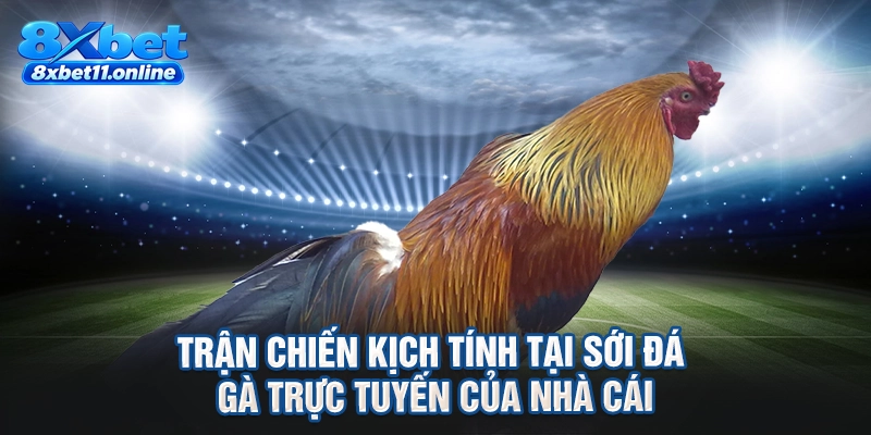 Trận chiến kịch tính tại sới đá gà trực tuyến của nhà cái